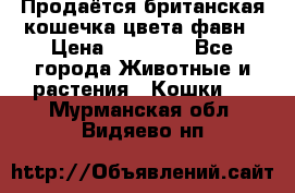 Продаётся британская кошечка цвета фавн › Цена ­ 10 000 - Все города Животные и растения » Кошки   . Мурманская обл.,Видяево нп